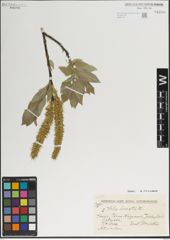 Foto von Salix lanata L.